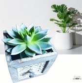 Sempervivum- plantenbakje- kerst- cadeau