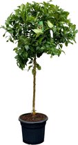 Citroenboom - Sunnytree - 160 cm - Geeft 1 x per jaar heerlijke citroenen