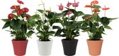 Bloemen van Botanicly – 4 × Flamingoplant – Hoogte: 43 cm – Anthurium