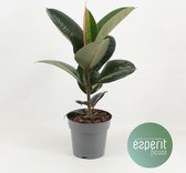 Kamerplant van Botanicly – Rubberboom – Hoogte: 50 cm – Ficus Elastica Robusta