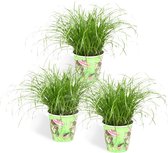 Kattengras - Cyperus Zumula - 3 stuks - potmaat Ø12cm - hoogte 25-30 cm - Diervriendelijke kamerplant