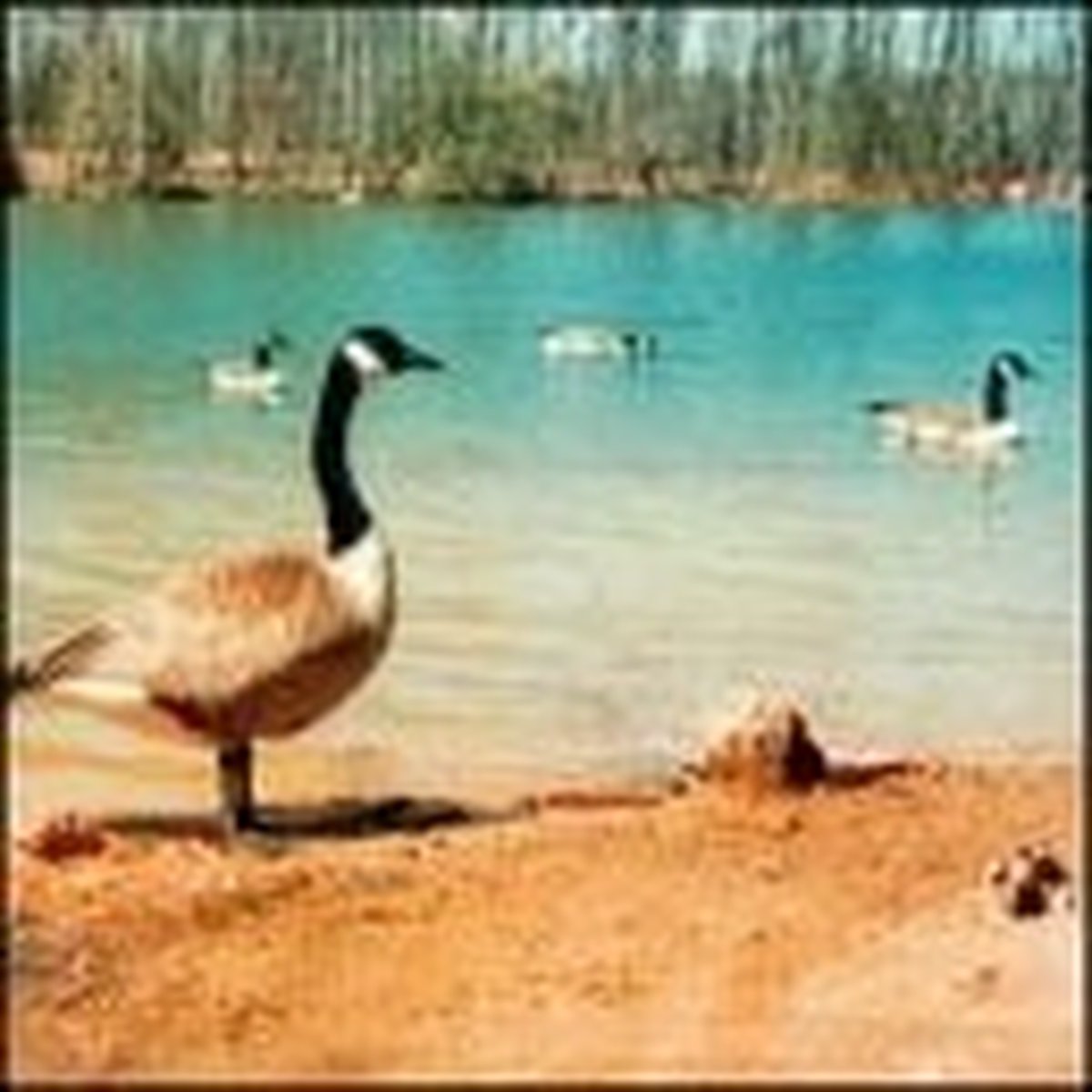 Doldrums - Secret Life Of Machines (CD)