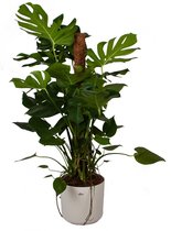 FloriaFor - Polyscias Hawaiiana Ming Vertakt Met Elho Brussels Soap - - ↨ 80cm - ⌀ 21cm