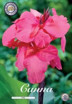 3 x Canna | Pink