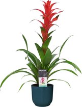 Mama's Planten -   Guzmania Allura In ELHO ® Vibes Fold Rond (diepblauw) - Vers Van De Kweker - ↨ 60cm - ⌀ 14cm