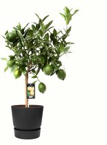FloriaFor - Citrus Green Lime In ELHO Outdoor Sierpot Greenville Rond (zwart) - - ↨ 85cm - ⌀ 25cm