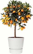FloriaFor - Citrus Kumquat In ELHO Outdoor Sierpot Greenville Rond (wit) - - ↨ 75cm - ⌀ 25cm