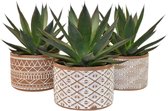 FloriaFor - Trio Agave ‘Shaka Zulu’ In Bruin En Wit Deco Keramiek - - ↨ 20cm - ⌀ 15cm