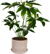 FloriaFor - Philendendron Green Wonder - - ↨ 80cm - ⌀ 25cm