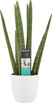 FloriaFor - Sansevieria Cylindrica Met Elho Brussels White - - ↨ 70cm - ⌀ 17cm