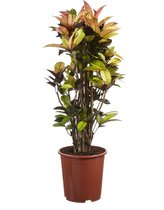 FloriaFor - Philodendron Imperial Green Feel Green - - ↨ 45cm - ⌀ 14cm