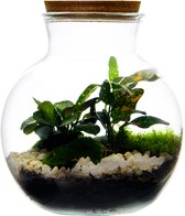 Plantabit - Planten terrarium - Tenchi - Mini ecosysteem - ↑26,5 cm