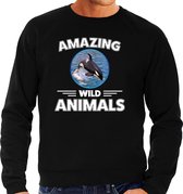 Sweater orka - zwart - heren - amazing wild animals - cadeau trui orka / orka walvissen liefhebber XL