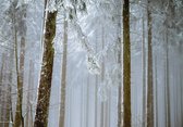 Vliesbehang Bos in de Winter XXL – fotobehang – Bomen in de sneeuw – 368 x 254 cm