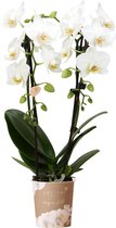 Kolibri Orchids | witte Phalaenopsis orchidee - Niagara Fall - potmaat Ø9cm | bloeiende kamerplant - vers van de kweker
