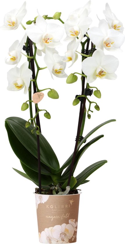 Orchidées Colibri | orchidée Phalaenopsis blanche - Niagara Fall - pot Ø9cm | plante d'intérieur en fleurs - fraîche du producteur