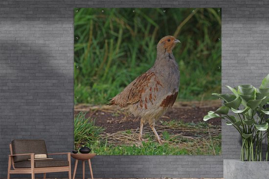 Une perdrix sur une piste boueuse Affiche de jardin 200x200 cm - Toile de jardin / Toile d'extérieur / Peintures d'extérieur (décoration de jardin) XXL / Groot format!