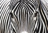 Dibond - Dieren / Wildlife / Zebra - Zwart / wit - 120 x 180 cm.