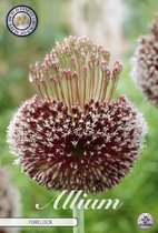 15 x Allium | Forelock