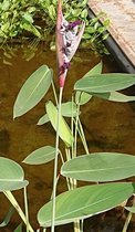 Thalia (Thalia dealbata) - Vijverplant - 1 losse plant - Om zelf op te potten - Vijverplanten webshop