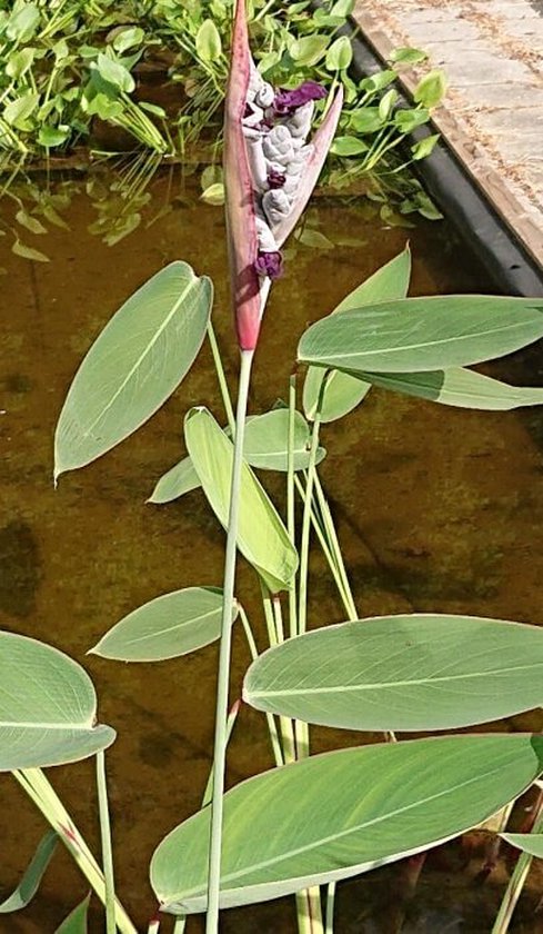 Alligatorenfahne – 4 Stück + 1 Teichkorb – Thalia Dealbata, Winterhart, Wuchshöhe 150 Cm, Pflanztiefe -1 Bis -20 Cm – BIO-Pflanze
