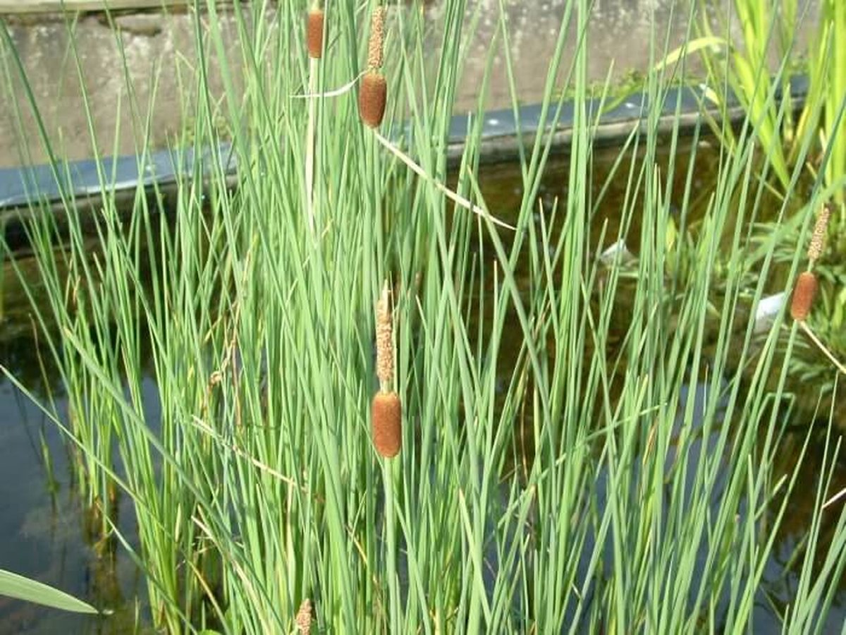 Dwerglisdodde (Typha minima) - Vijverplant - 3 losse planten - Om zelf op te potten - Vijverplanten Webshop