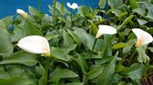 Moeras aronskelk (Zantedeschia aethiopica) - vijverplant - 3 losse planten - Om zelf op te potten - Vijverplanten webshop
