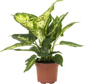 Kamerplant - Dieffenbachia Compacta - 35 cm - pot ∅ 12 cm