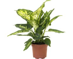 Kamerplant - Dieffenbachia Compacta - 35 cm - pot ∅ 12 cm