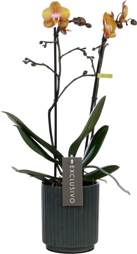 Exclusivo Las vegas orchidee goud in Molise antraciete pot | Ø 12 cm | ↕  42-52 cm | bol.com
