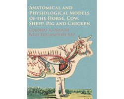 Anatomical and Physiological Models of the Horse, Cow, Sheep, Pig and Chicken - Colored to Nature - With Explanatory Key