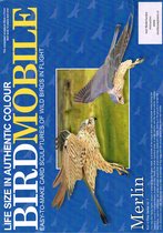 bouwplaat Vogel : valk, schaal 1/1