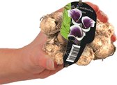 Baltus Calla Zantedeschia Picasso bloembol met etiket per 1 stuks