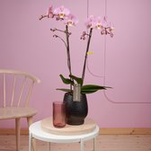 Optistar Padova orchidee roze in Abruzzo zwarte pot | Ø 12 cm | ↕ 55-65 cm