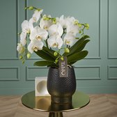 Tablo Champagne orchidee wit in Abruzzo zwarte pot | Ø 12 cm | ↕ 35-45 cm