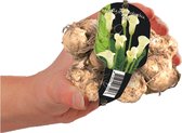 Baltus Calla Zantedeschia Wit bloembol met etiket per 1 stuks