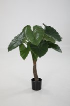 Alocasia calidora - skeletplant - topkwaliteit kamerplant - 80 cm