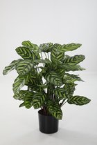 Calathea Makoyana Plant - pauwenplant - topkwaliteit plant - kamerplant - 80 cm