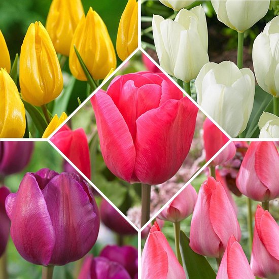 Uitgaand bevroren Reden 50x Bollenmix Tulip - Tulpenbollen - Gemengde kleuren - 50 bloembollen |  bol.com