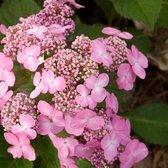 2x Hydrangea macrophylla ‘Endless Summer Twist-n-Shout® Pink’ – Hortensia