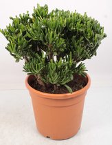 Kamerplant van Botanicly – Crassulla hobit – Hoogte: 65 cm