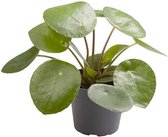 Kamerplant van Botanicly – Pannenkoekenplant – Hoogte: 10 cm – Pilea peperomioides