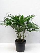 Kamerplant van Botanicly – Waaierpalm – Hoogte: 60 cm – Livistona Rotundifolia