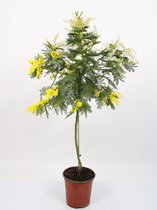 Kamerplant van Botanicly – Goudpalm – Hoogte: 75 cm – Areca dypsis lutescens