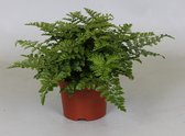 Varen van Botanicly – Asplenium – Hoogte: 25 cm – Asplenium Parvati
