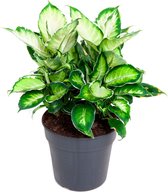Dieffenbachia seguine 'Cool Beauty' - Meerkleurige kamerplant - Luchtzuiverend - ↑ 40-50cm - Ø19cm