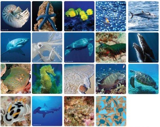 Thumbnail van een extra afbeelding van het spel WWF Memory spel – zeedieren
