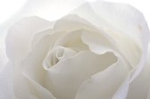 Dibond - Bloemen - Bloem - roos in wit / zwart - 100 x 150 cm