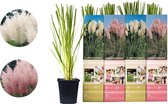 Garden Select - Set van 6 Stuks - 2 x 3 Roze en Witte Pampasgrassen - Cortaderia Selloana Gras - Pot ⌀9cm - Hoogte ↕ 25-35cm - Winterhard - Het Hele Jaar Te Planten