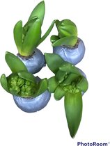5 x Wax Hyacinten | zilver | grote bloem | gardenlovers